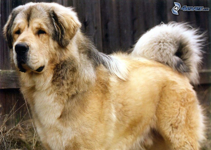 Tibet-Dogge