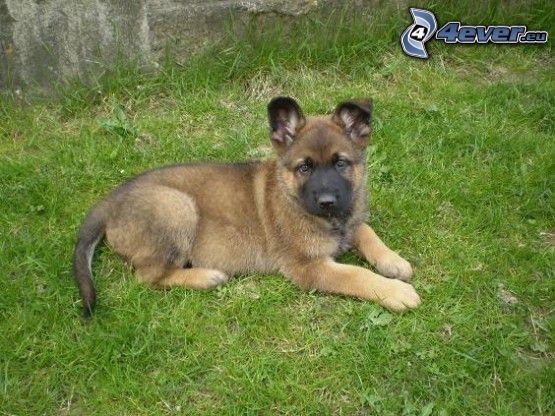 Welpen auf dem Gras, Schäferhund