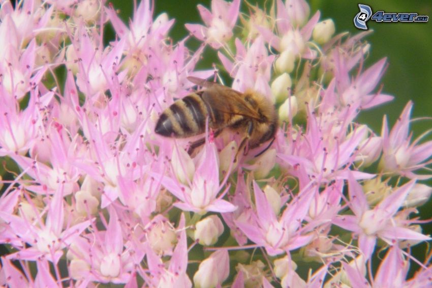 Biene auf Blumen