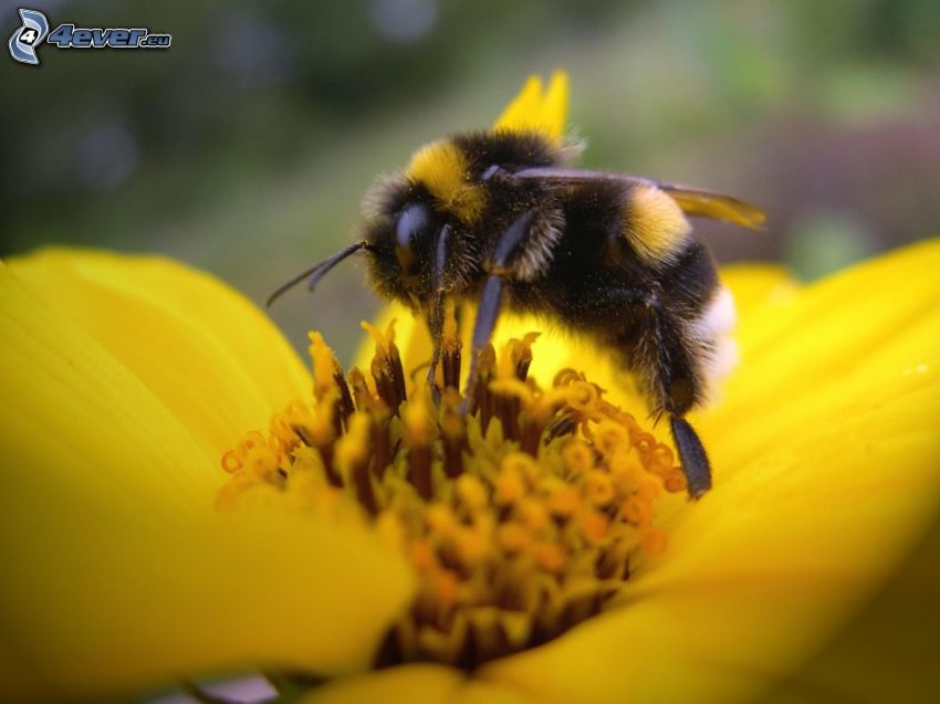 Biene auf der Blume, gelbe Blume, Makro