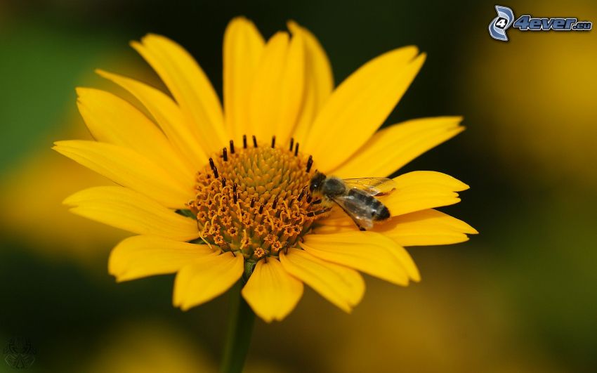 Biene auf der Blume, gelbe Blume