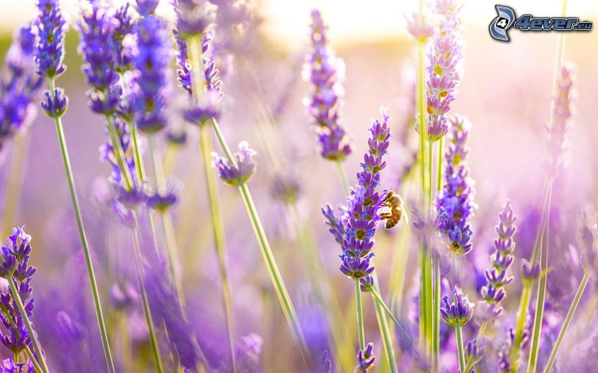Biene auf der Blume, Lavendel