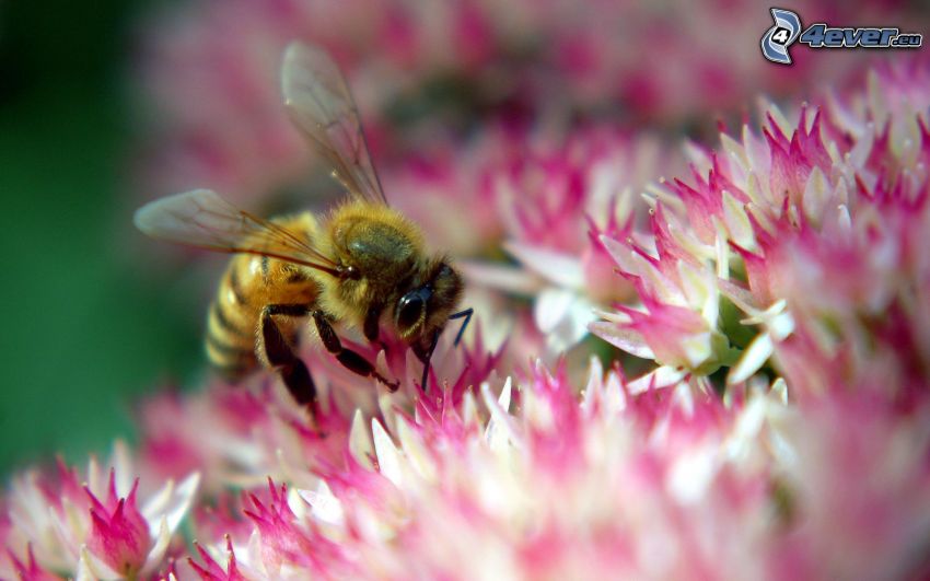 Biene auf der Blume, lila Blume