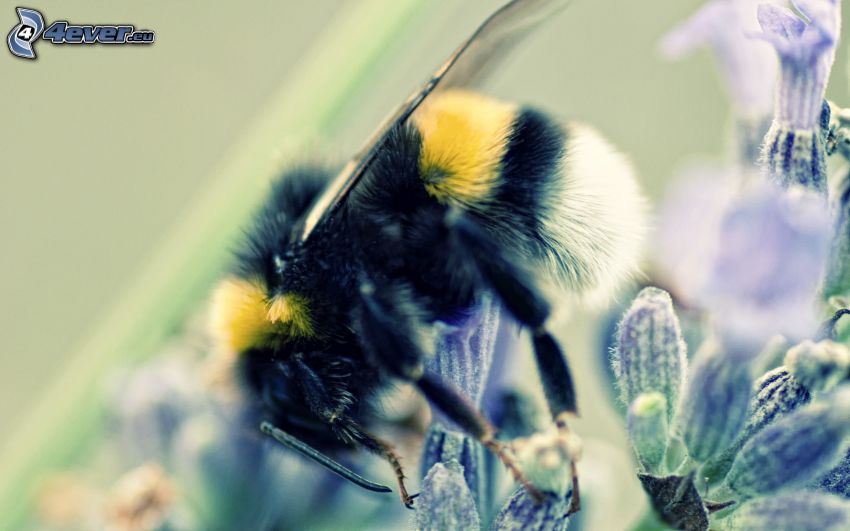 Biene auf der Blume, Makro