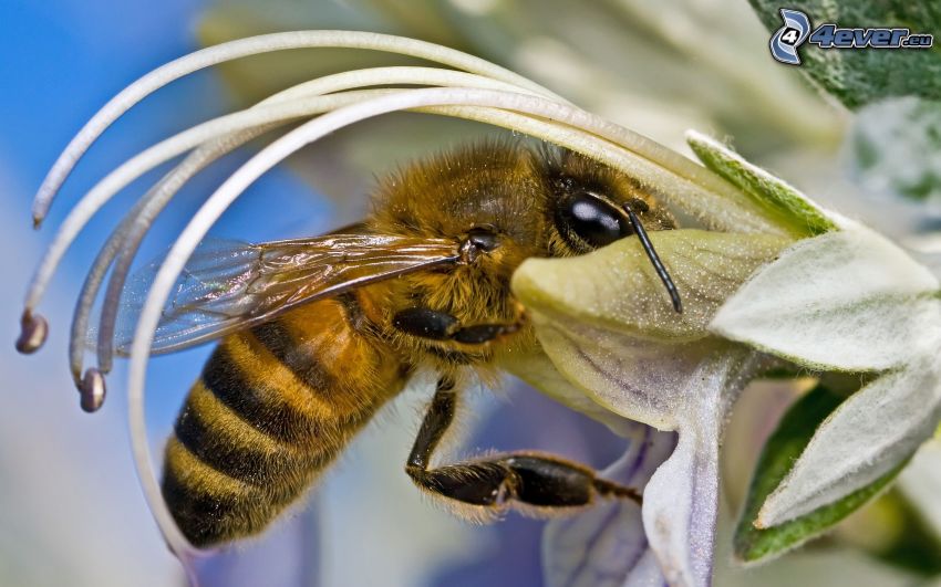 Biene auf der Blume, Makro