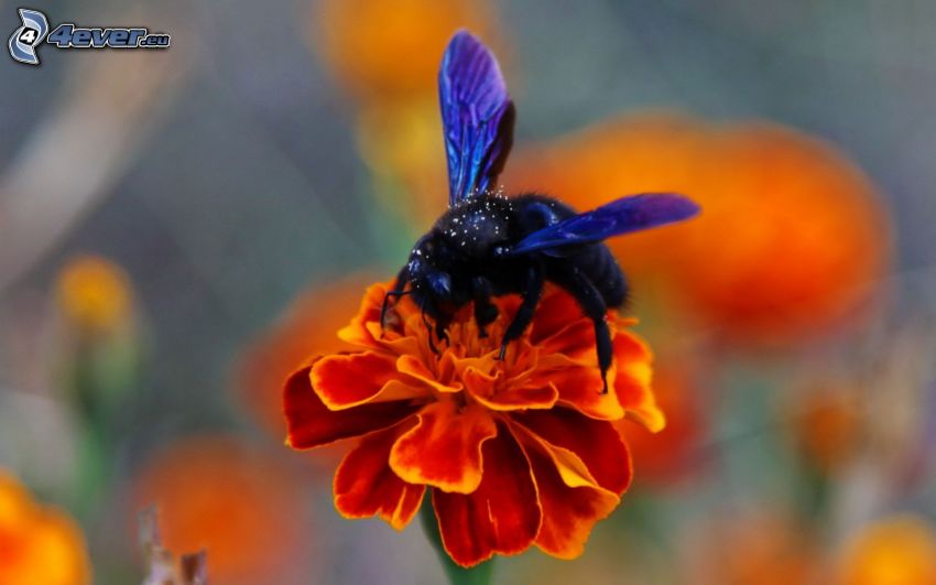 Biene auf der Blume, orange Blume, Makro