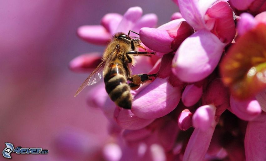 Biene auf der Blume, rosa Blume, Makro