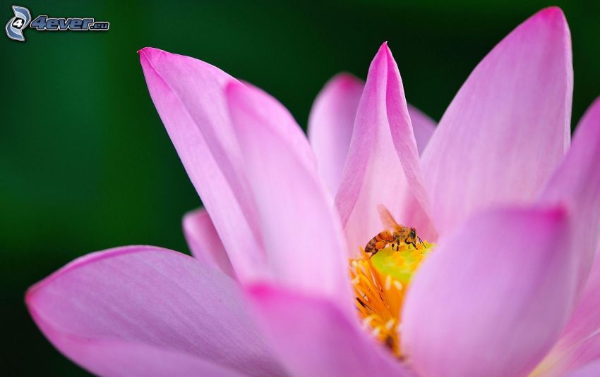 Biene auf der Blume, rosa Blume