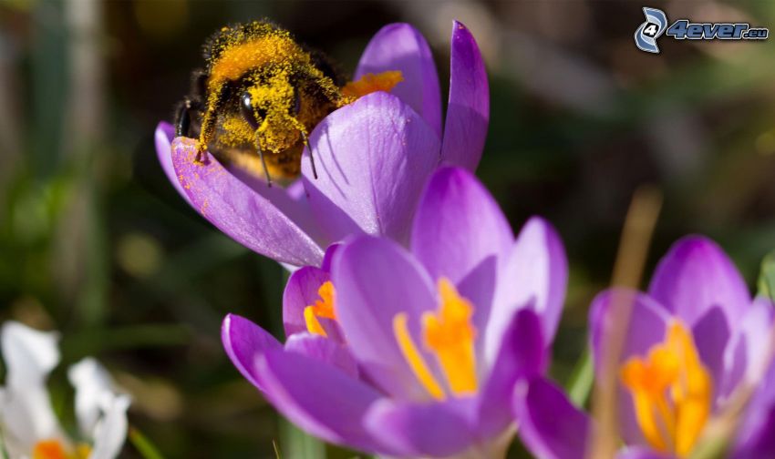 Biene auf der Blume, Saffrons