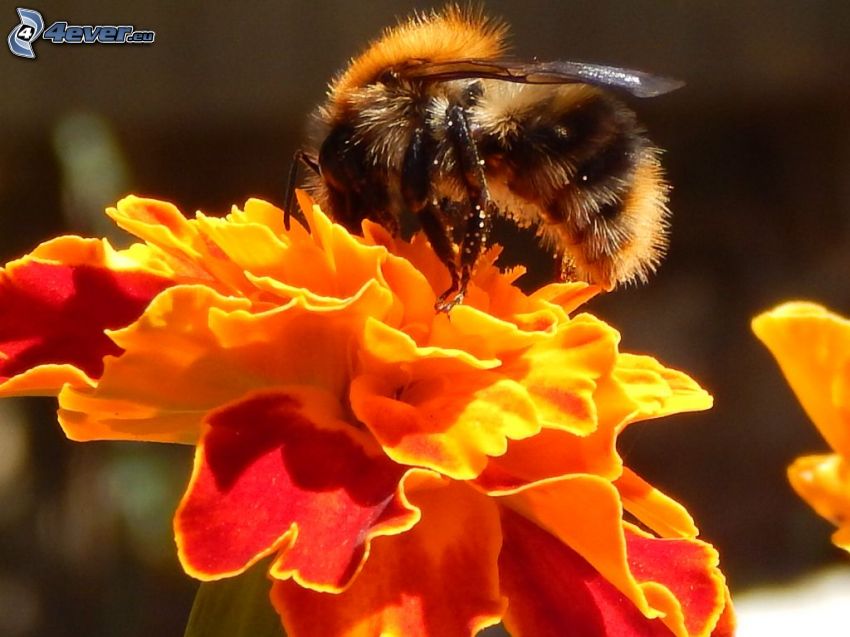 Biene auf der Blume