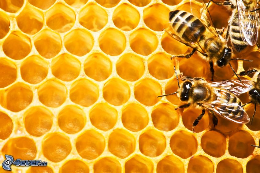 Bienen, Bienenwachs