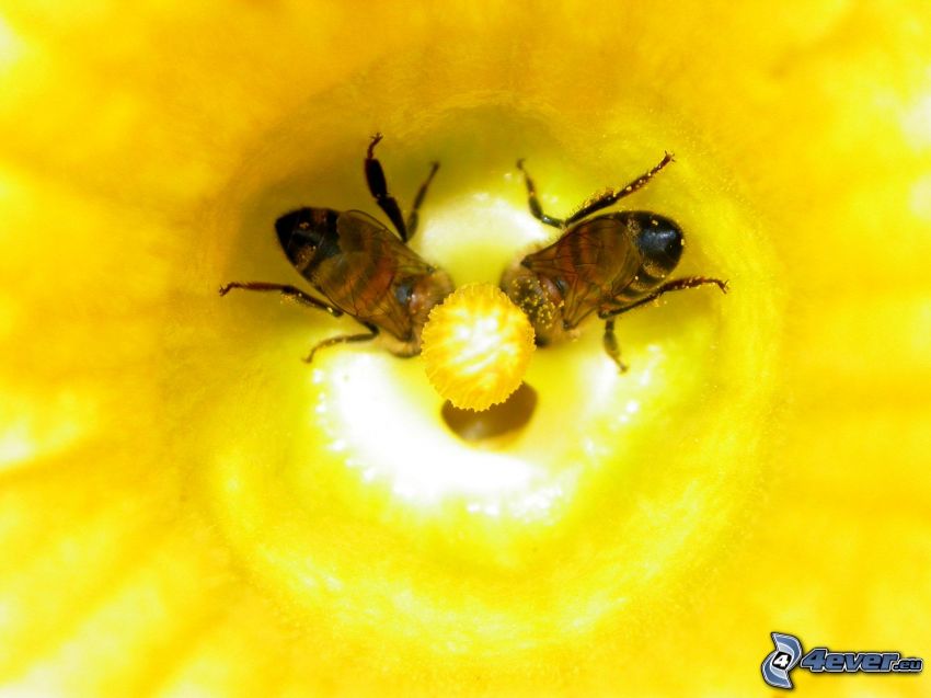 Bienen, gelbe Blume, Makro