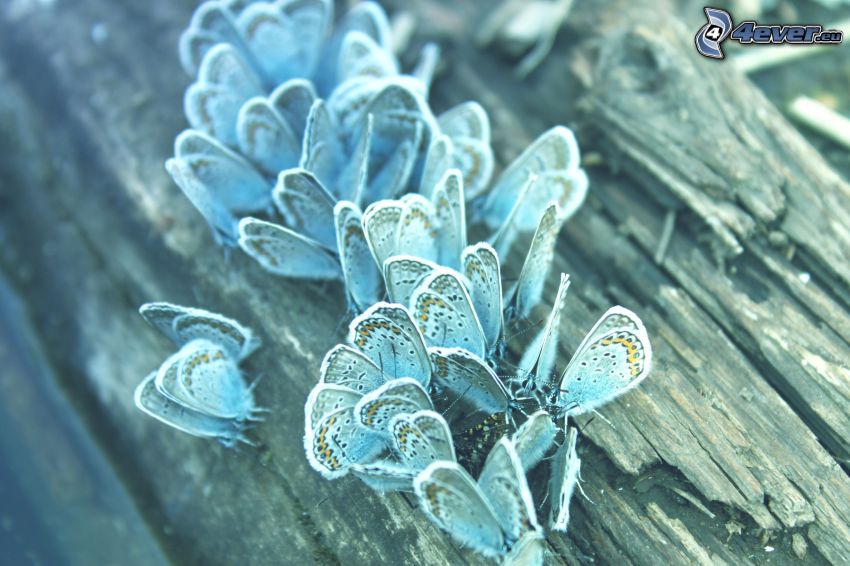 blaue Schmetterlinge