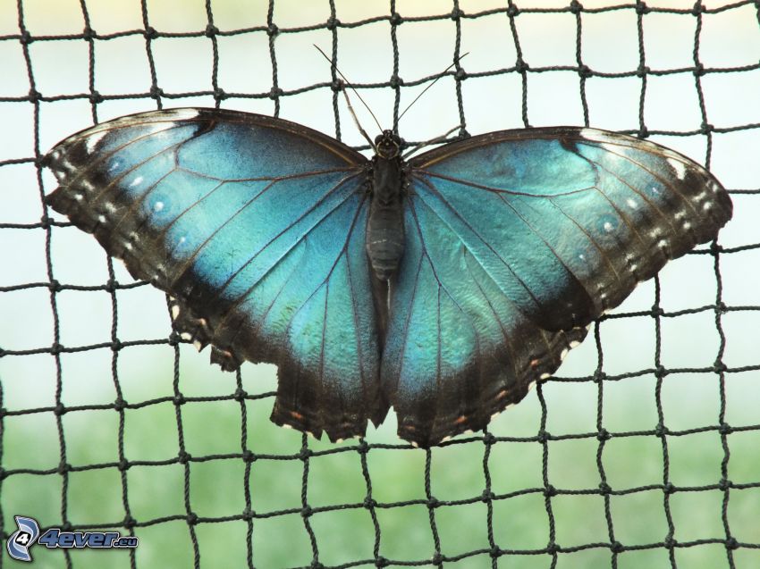 blauer Schmetterling, Netzwerk