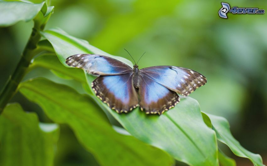 blauer Schmetterling, Pflanze