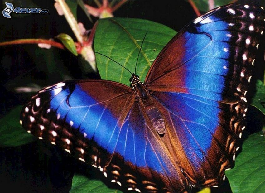 blauer Schmetterling