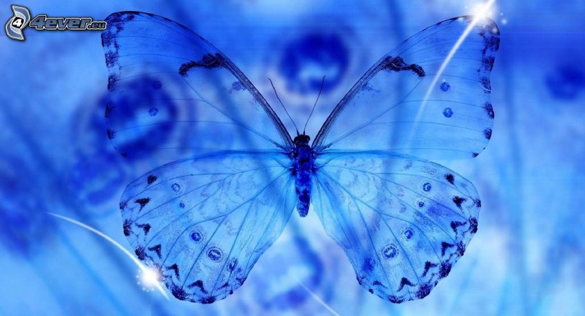 blauer Schmetterling