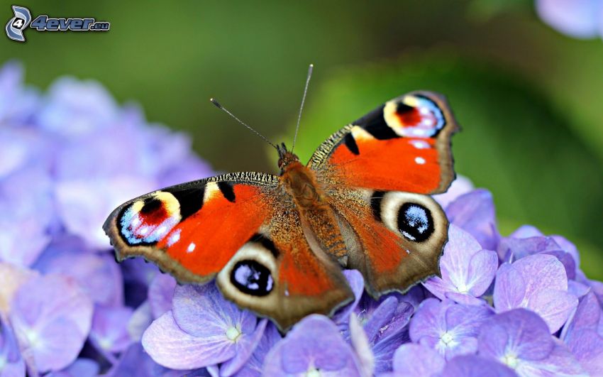 Fleckenfalter Schmetterling, lila Blumen, Makro