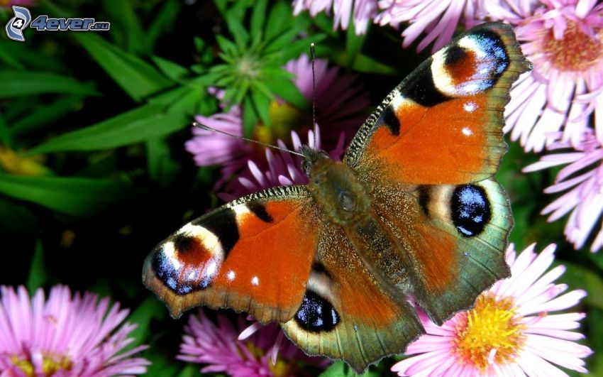 Fleckenfalter Schmetterling, lila Blumen