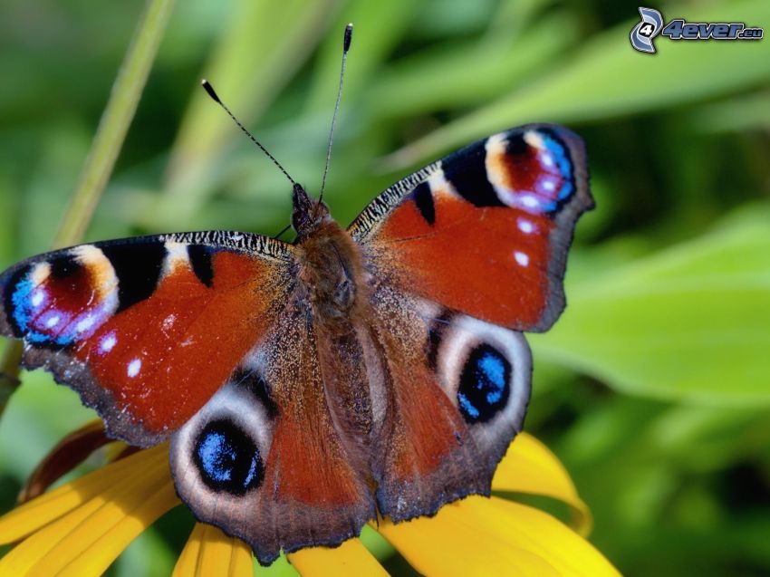 Fleckenfalter Schmetterling, Makro