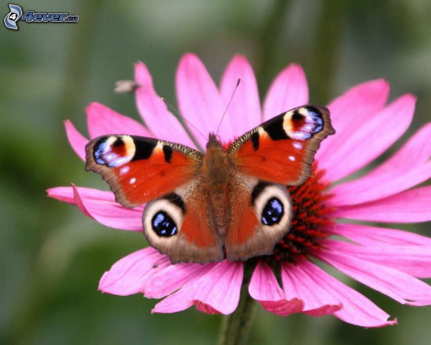 Fleckenfalter Schmetterling, rosa Blume