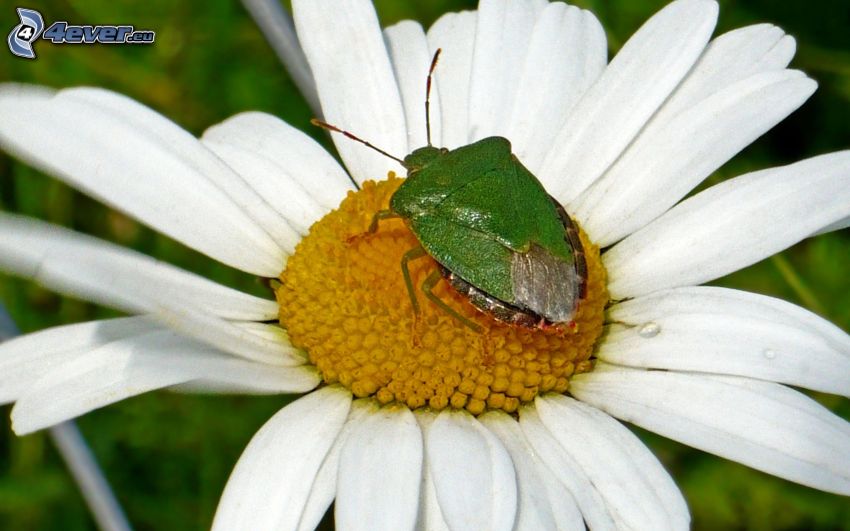 Käfer, Gänseblume, Makro