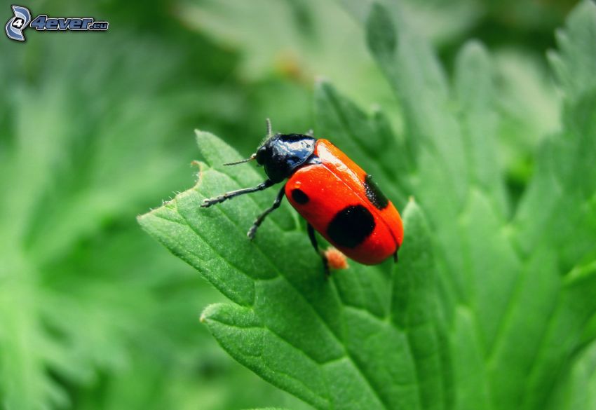 Käfer, grünes Blatt