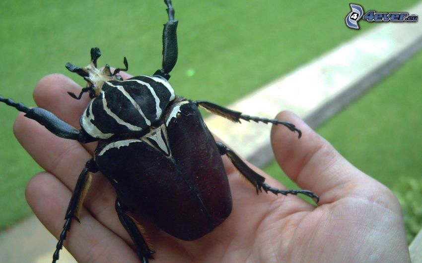 Käfer, Hand
