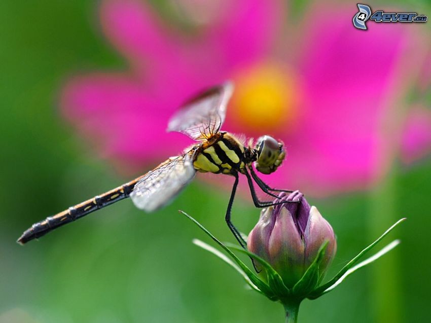 Libelle auf der Blume, Insekten