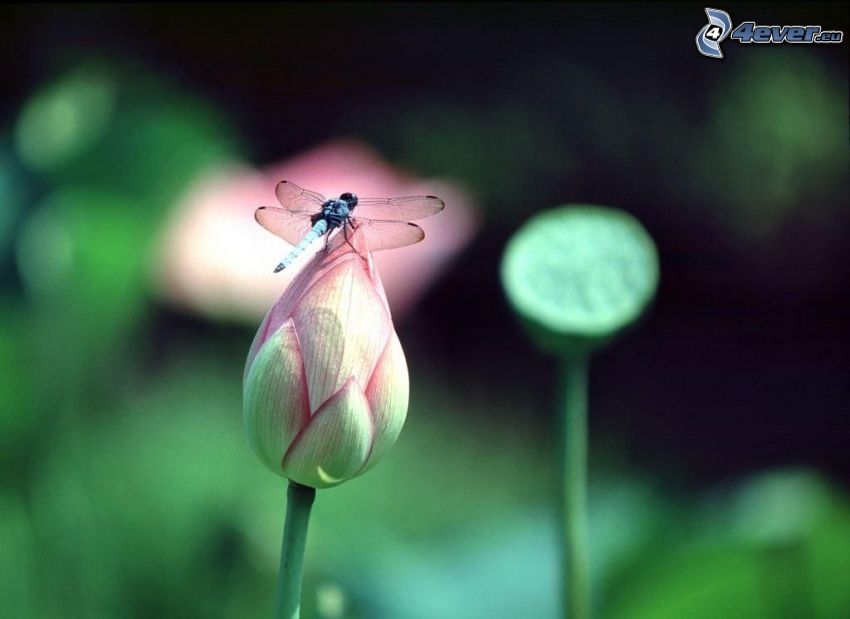 Libelle auf der Blume, Knospe
