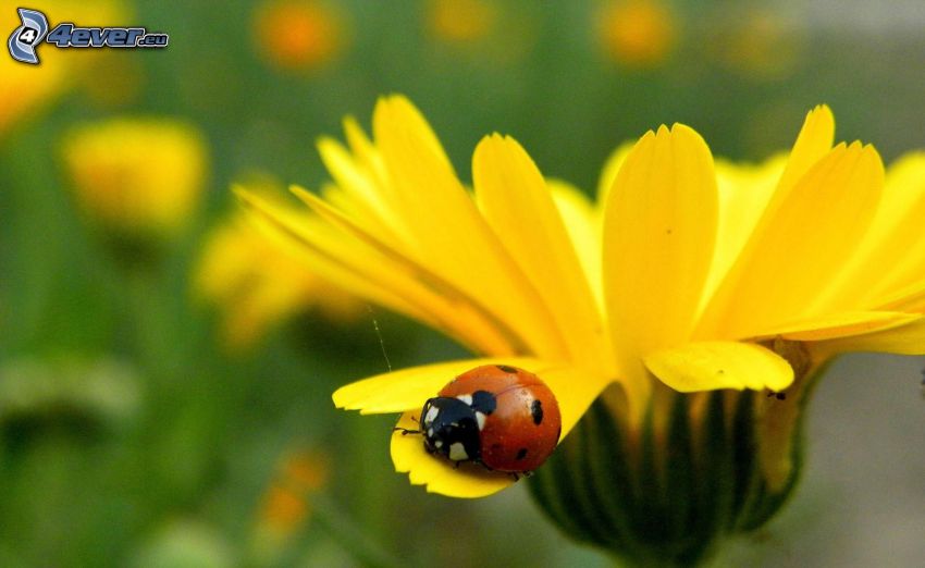Marienkäfer, gelbe Blume