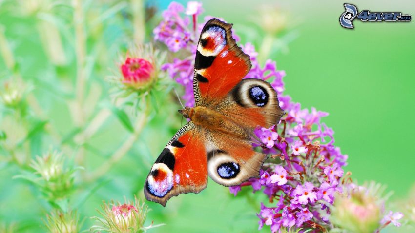 Schmetterling, Blumen