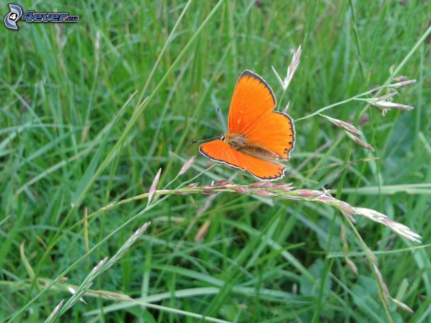 Schmetterling, Gras