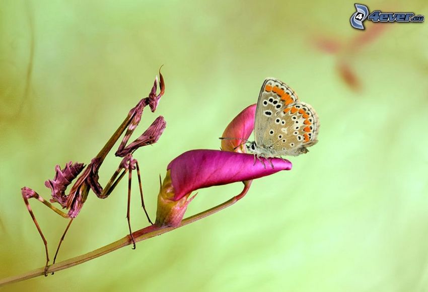 Schmetterling, lila Blume