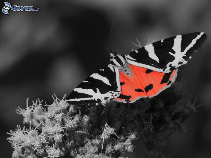 Schmetterling, Photoshop