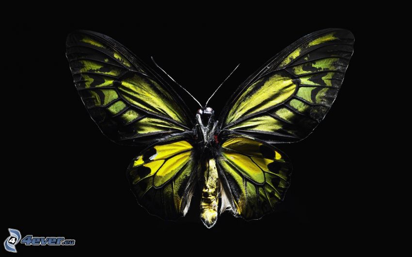 Schmetterling, schwarzem Hintergrund