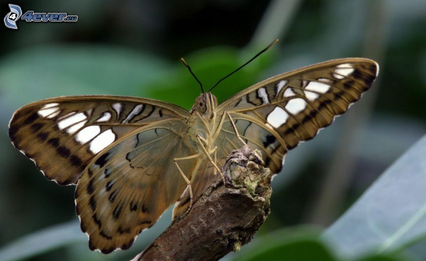 Schmetterling