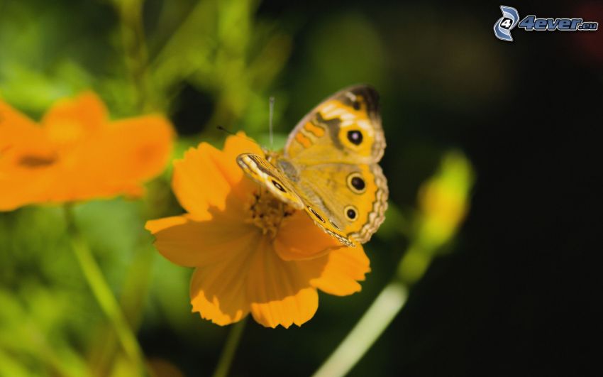 Schmetterling auf der Blume, gelbe Blume