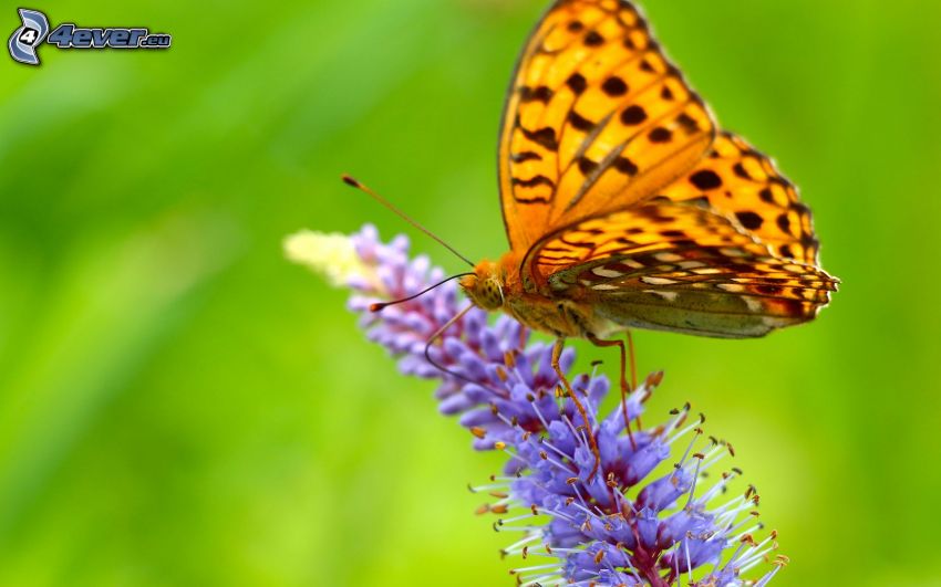 Schmetterling auf der Blume, lila Blume, Makro