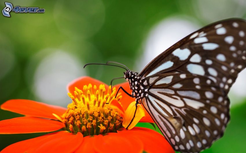 Schmetterling auf der Blume, Makro, orange Blume