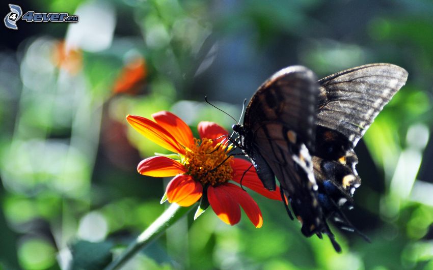 Schmetterling auf der Blume, Makro