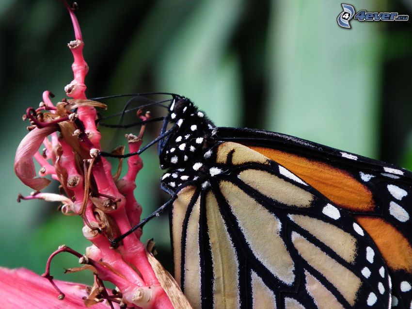 Schmetterling auf der Blume, Makro