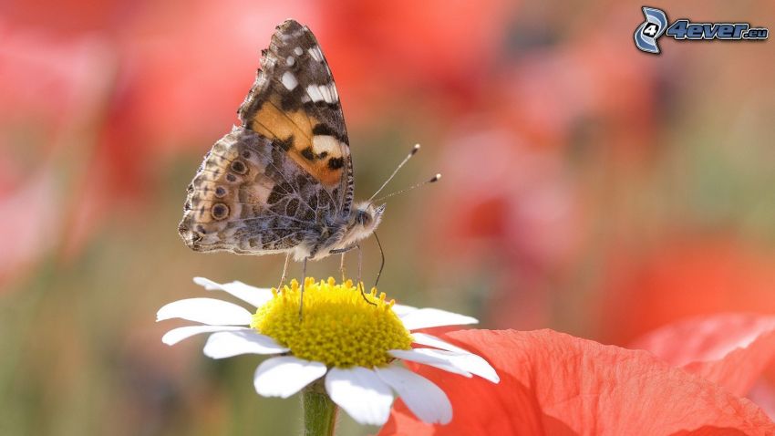 Schmetterling auf der Blume, Margerite