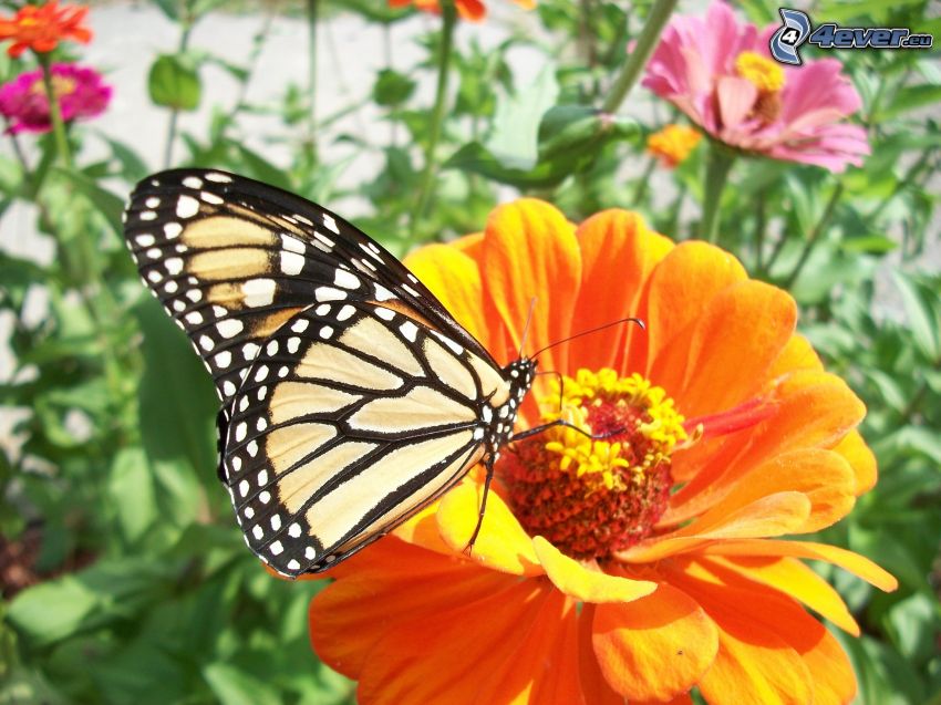Schmetterling auf der Blume, orange Blume, Makro