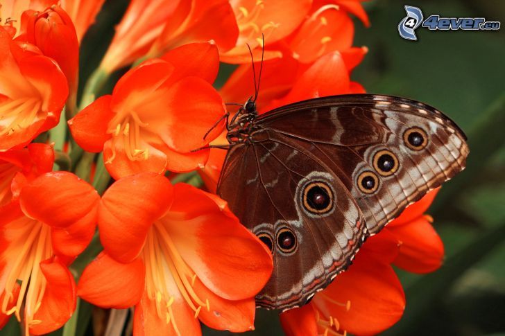 Schmetterling auf der Blume, orange Blumen, Makro