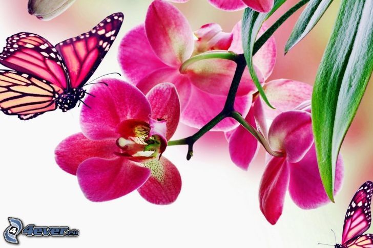 Schmetterling auf der Blume, Orchidee, rosa Blume