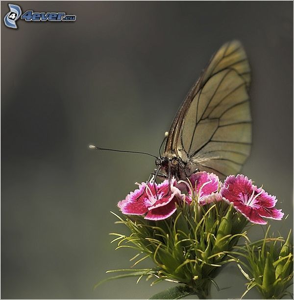 Schmetterling auf der Blume, rosa Blume
