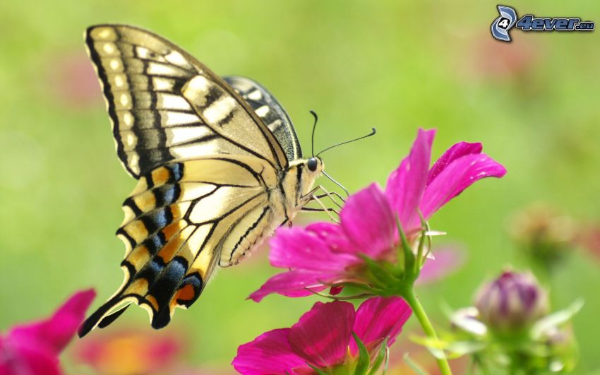 Schmetterling auf der Blume