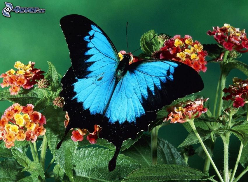 Schmetterling auf der Blume