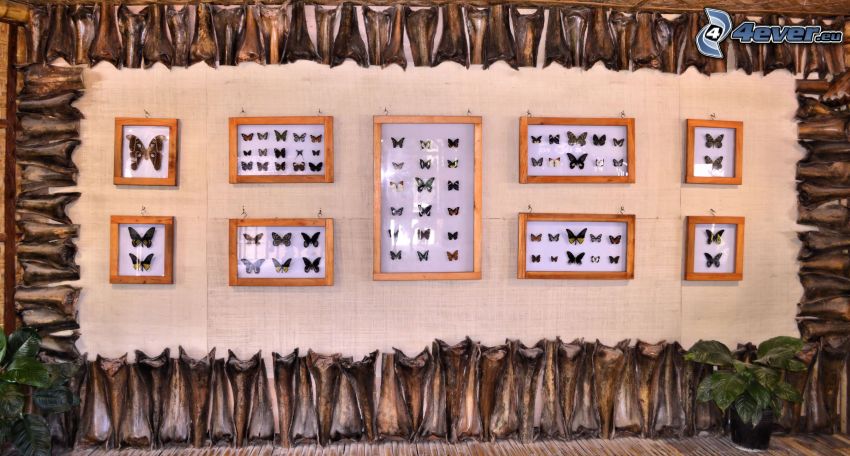 Schmetterlingen, Ausstellung